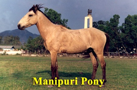 Manipuri Pony