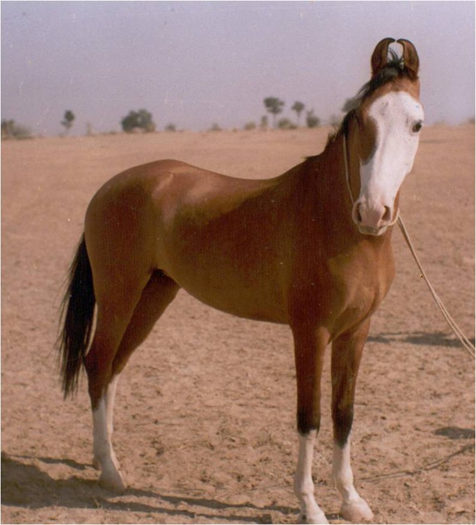 Marwari 