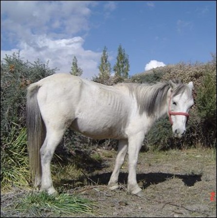 Zaniskari pony
