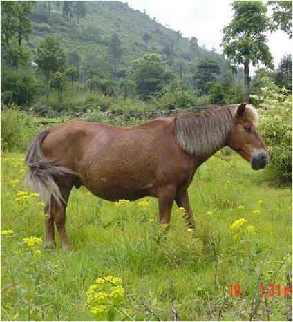  Bhutia Pony