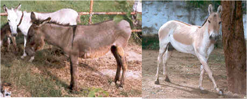 Indian Wild Ass (Equus hemionus khur), also known locally as the Ghudkhur or Khur