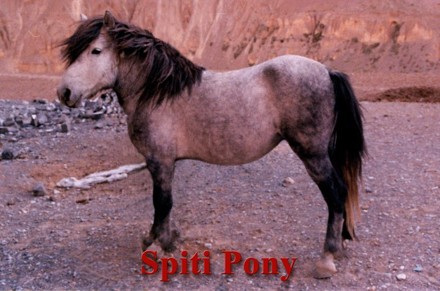 Spiti Pony